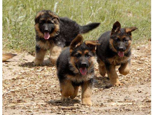 PoulaTo: AKC REG male and female Import German shepherd puppies for good homes